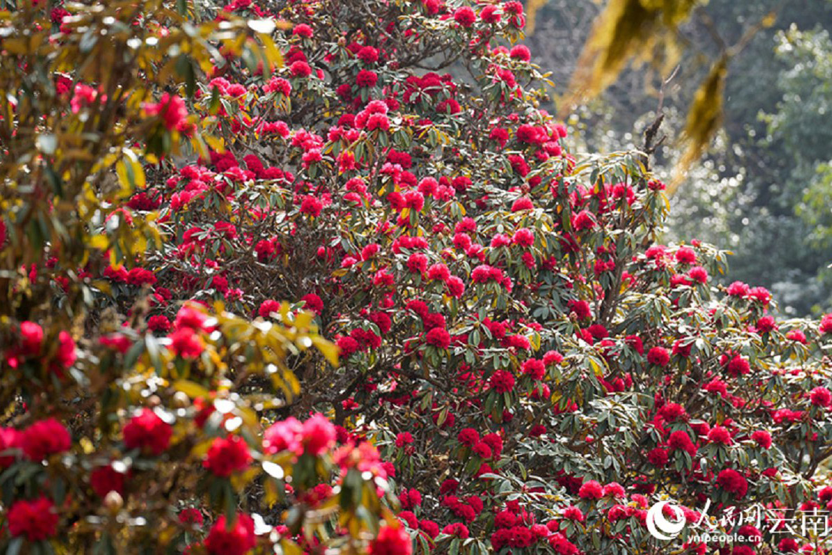 云南漾濞：万株杜鹃花开 深山美景醉人
