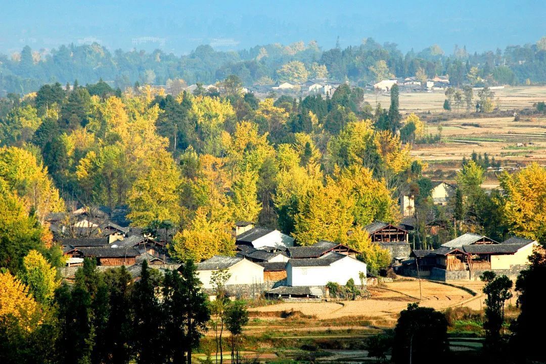 畅游云南 | 云南保山腾冲银杏村