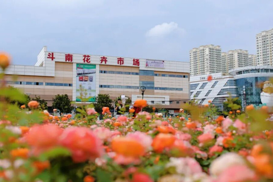 昆明乡村旅游全景图：一路繁花一路景 一半烟火一半诗