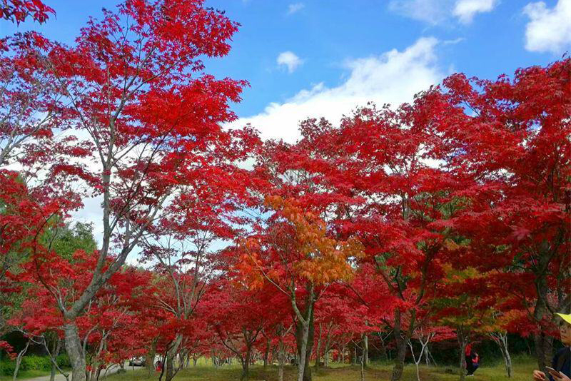 畅游云南 | 秋日浓度播报！云南楚雄紫溪山的红叶美翻天