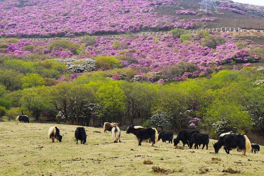 云南鹤庆：马耳山花海行