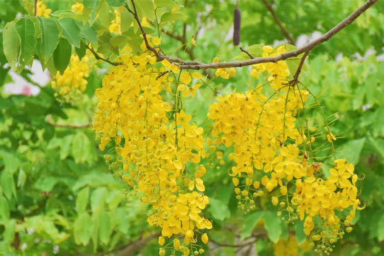 普洱澜沧：金链花盛放，宛如洒下一场黄金雨