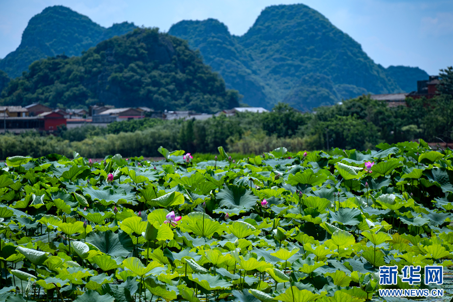 云南文山丘北：仲夏景色美如画