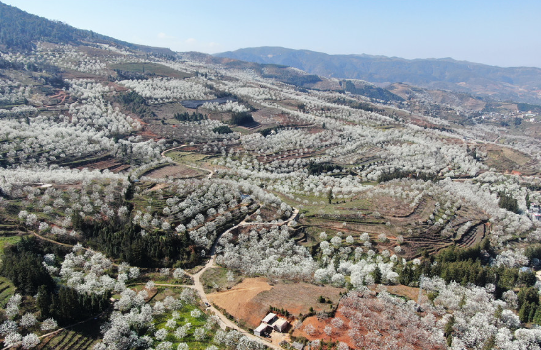 云南个旧加级寨：梨花满坡春满山
